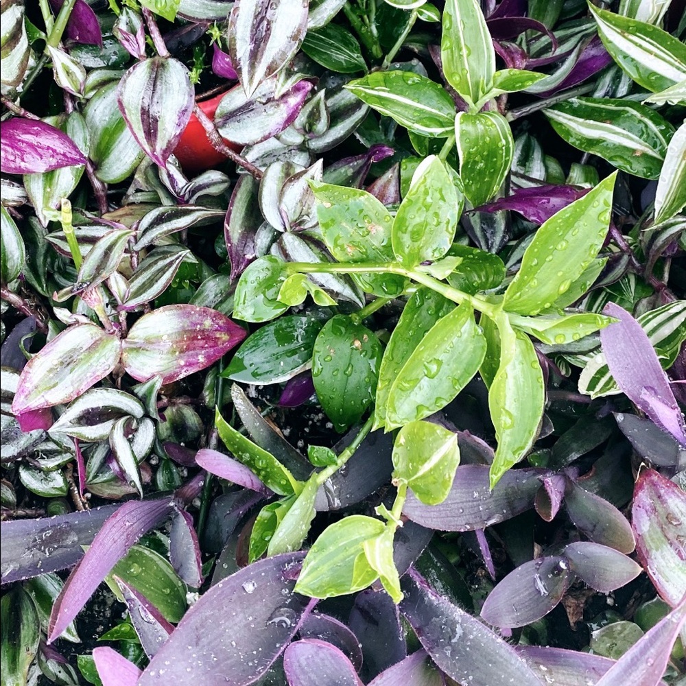 10 Tradescantia Pack!